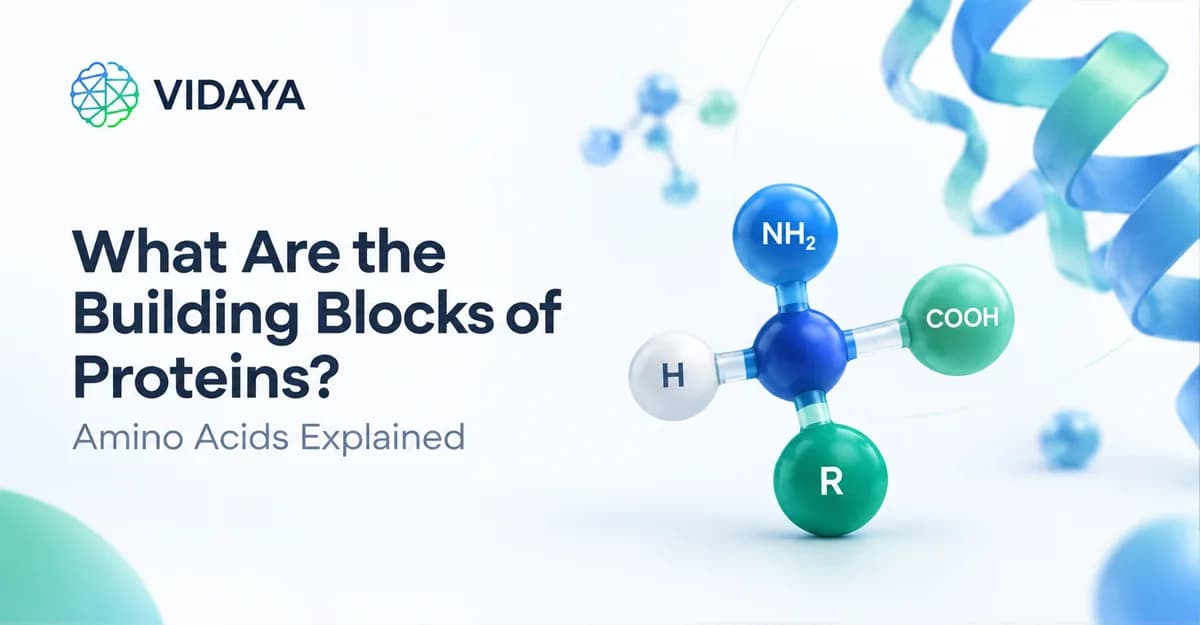 What Are the Building Blocks of Proteins